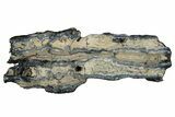 Mammoth Molar Slice With Case - South Carolina #349991-1